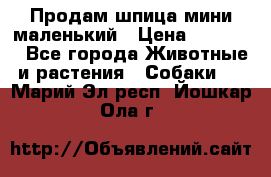 Продам шпица мини маленький › Цена ­ 15 000 - Все города Животные и растения » Собаки   . Марий Эл респ.,Йошкар-Ола г.